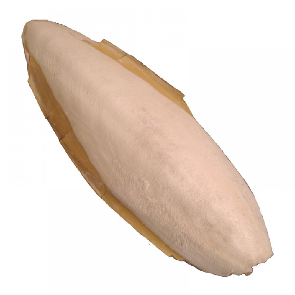 کف دریا صدف ماهی مرکب پرندگان