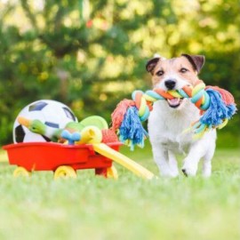 لوازم نگهداری سگ